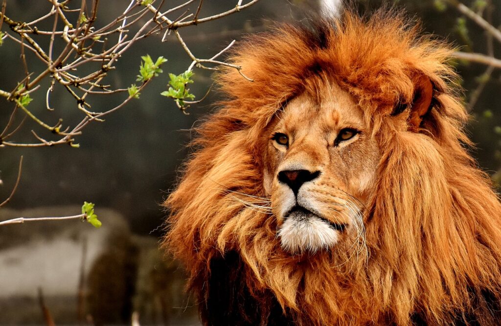 lion, animal, nature-3372720.jpg